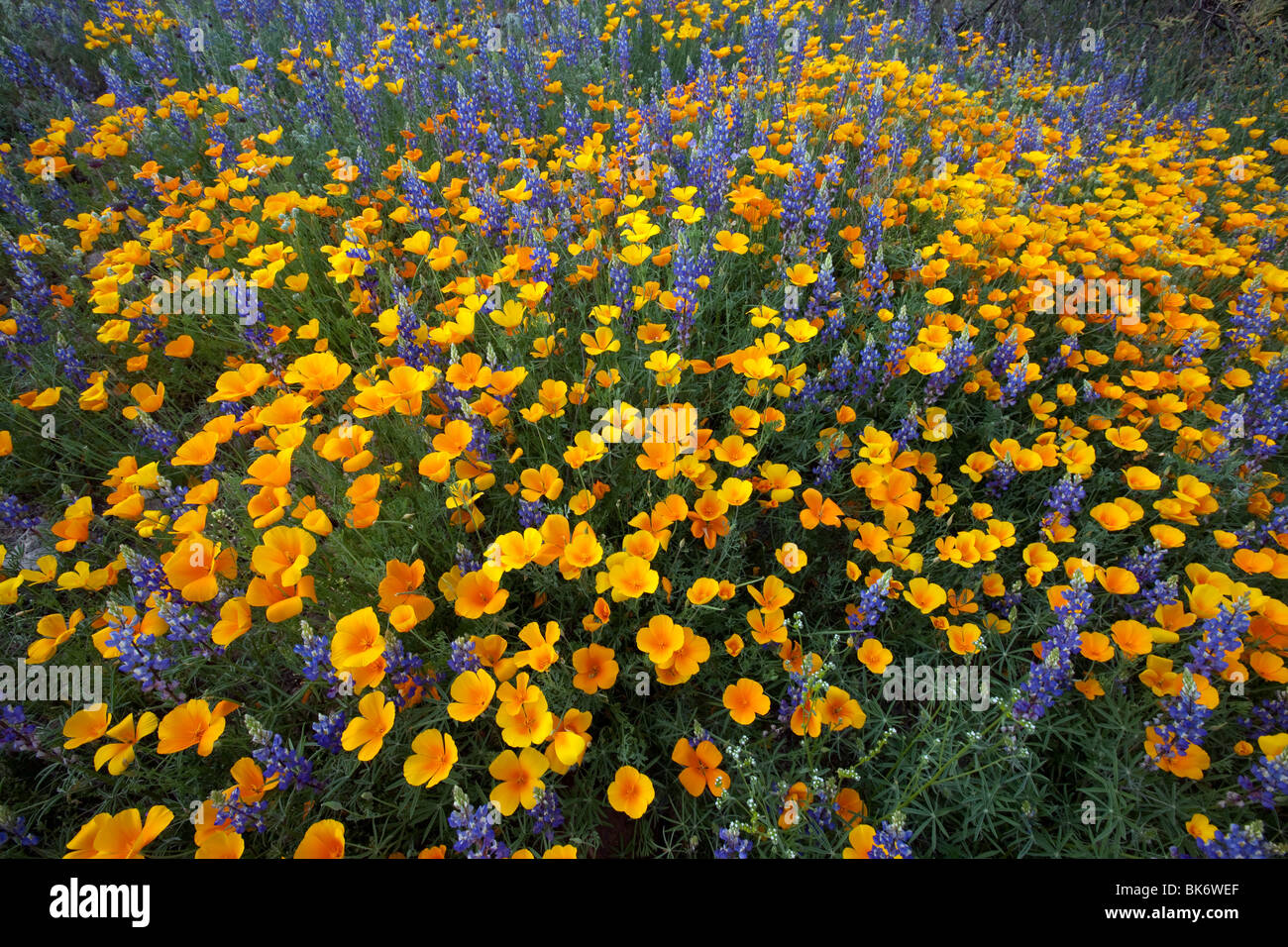 La molla fiori selvatici, California Poppies ( Eschscholzia californica ssp. mexicana ) e ( Lupino Lupinus sparsiflorus ), Arizona Foto Stock