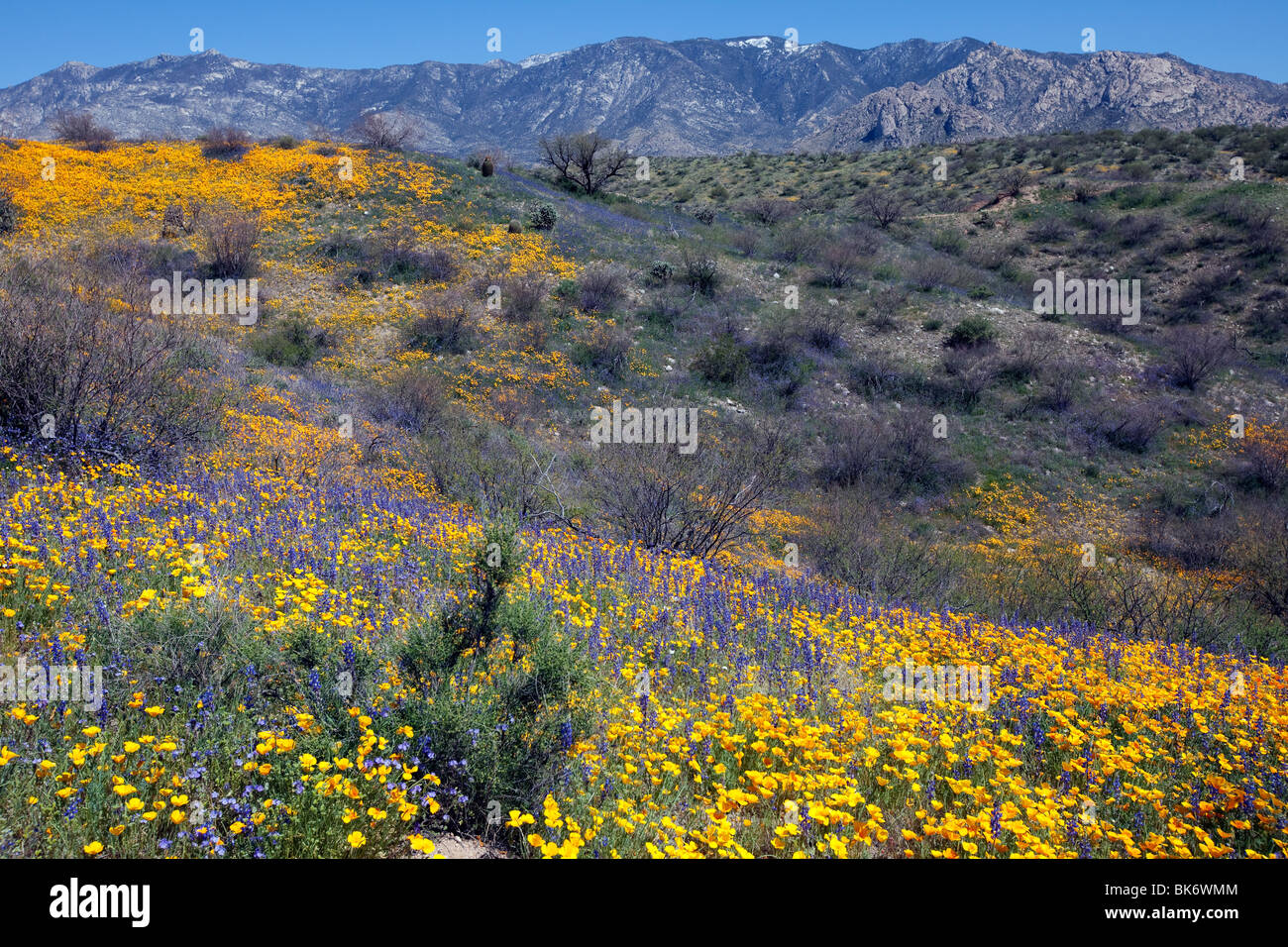 La molla fiori selvatici, papaveri della California e il deserto di lupino, Stato Catalina Park, Tucson, Arizona Foto Stock