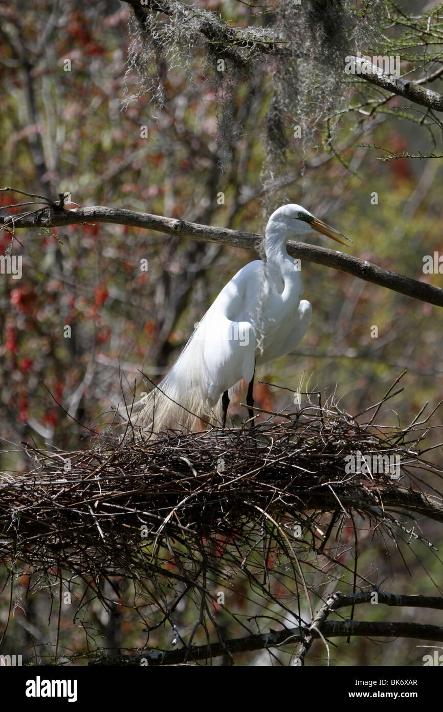 Un Airone bianco maggiore, Ardea alba, nesting in un rookery, Audubon Giardino di palude di Magnolia Plantation e giardini, Charleston, Sc Foto Stock