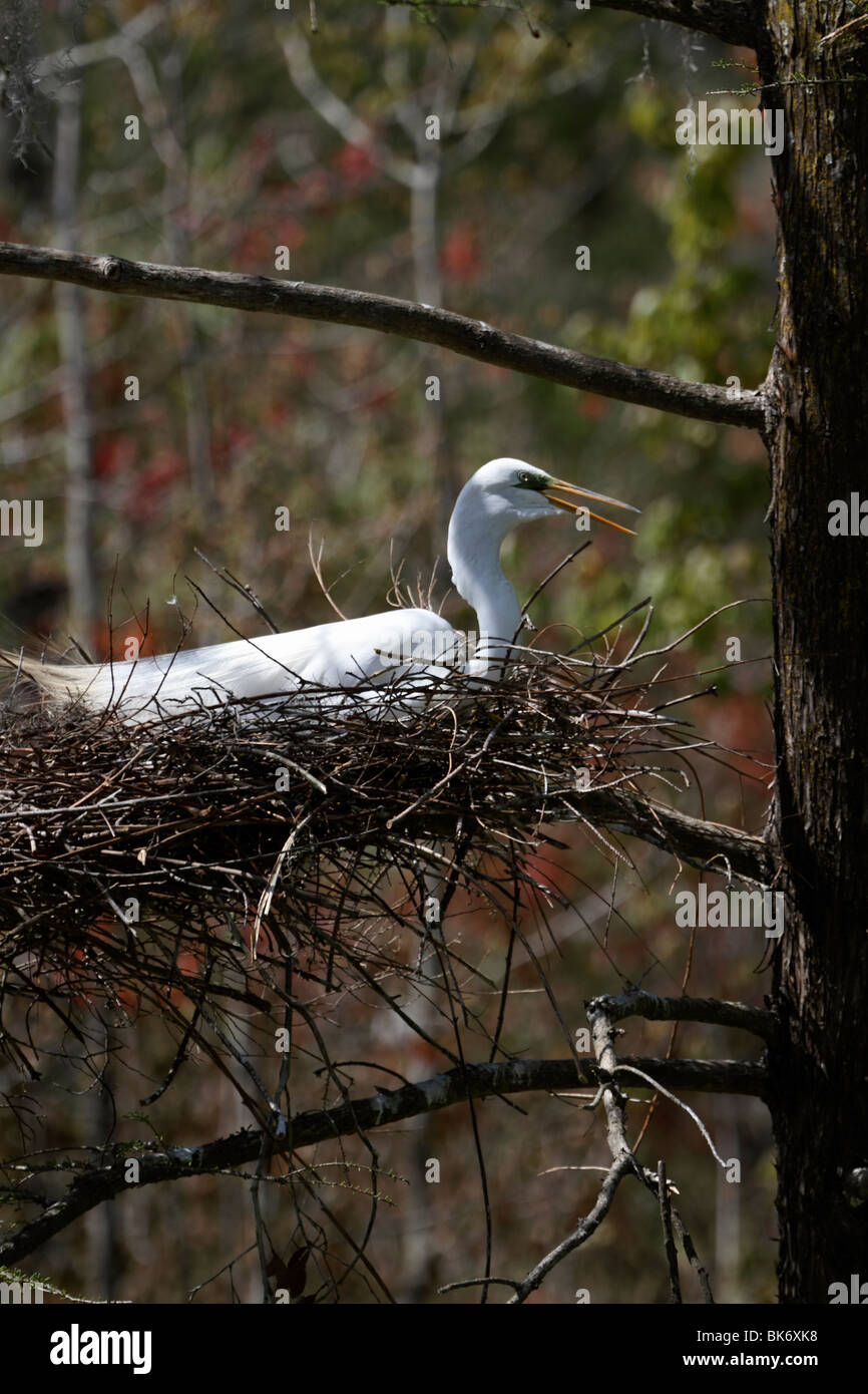 Un Airone bianco maggiore, Ardea alba, nesting, Audubon Giardino di palude di Magnolia Plantation e giardini, Charleston, Sc Foto Stock