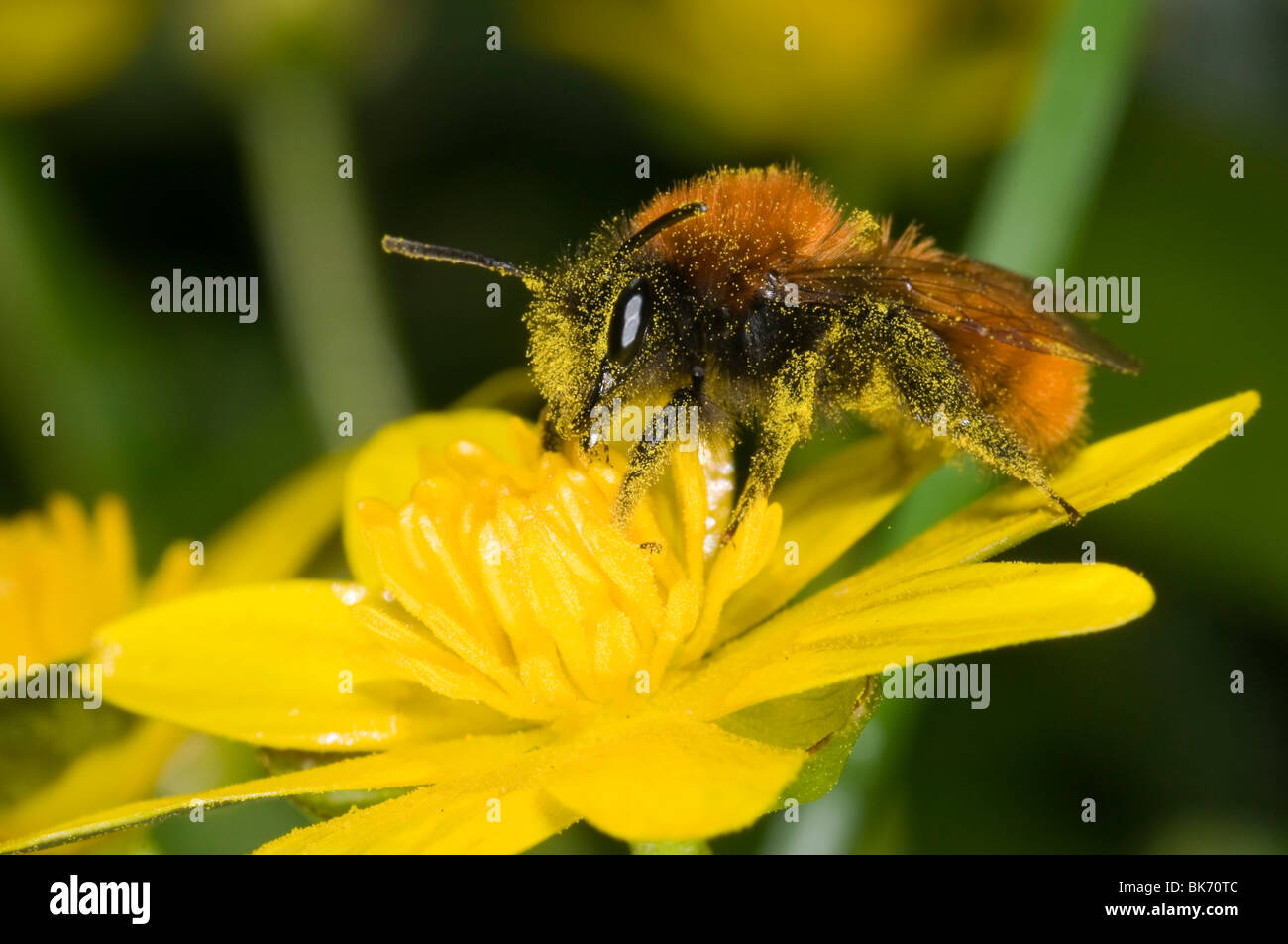 Andrena fulva - il tawny mining bee, femmina su lesser celandine fiore, coperto di polline. Foto Stock