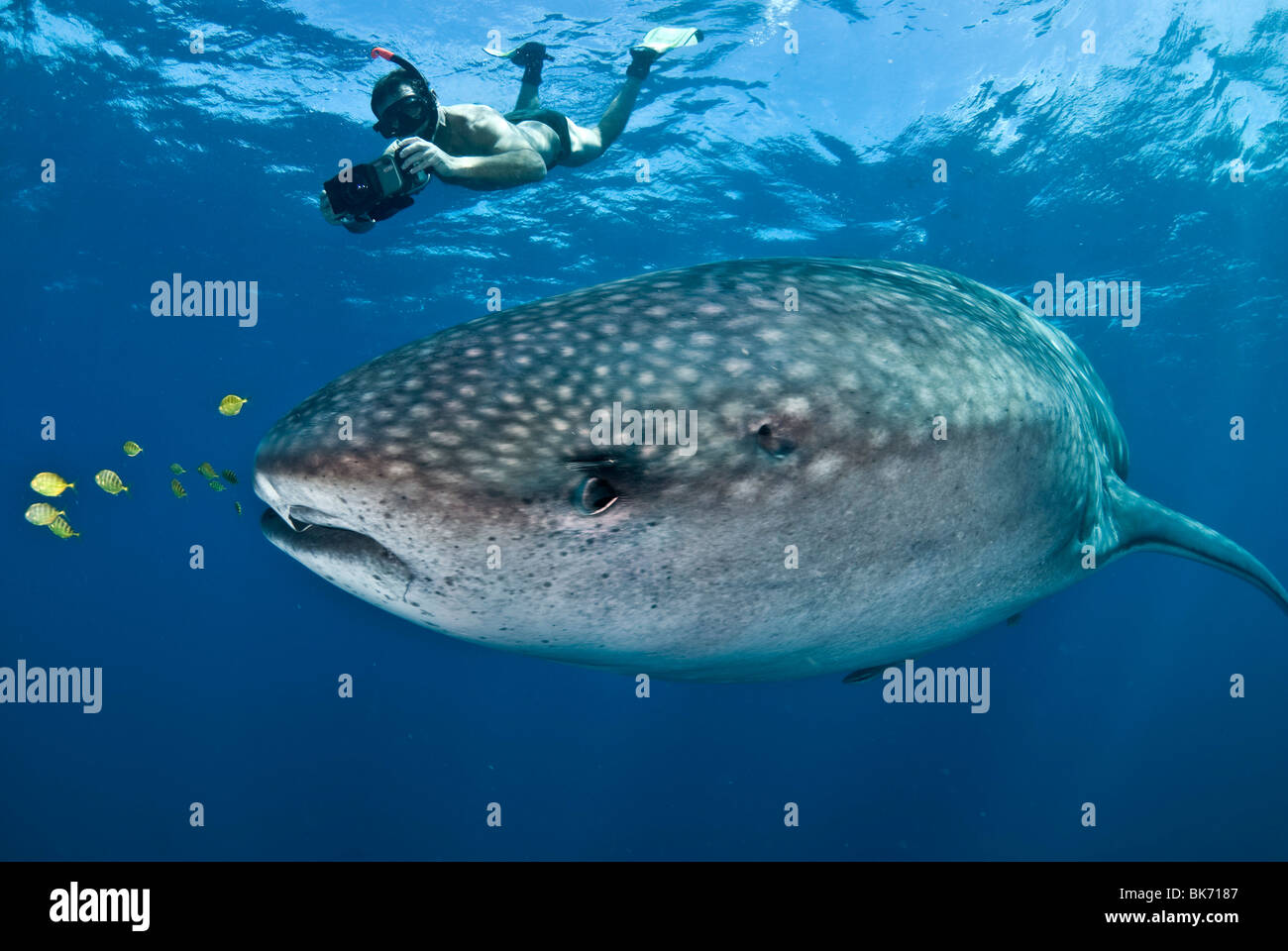 Freediver e squalo balena, Sud Africa Foto Stock