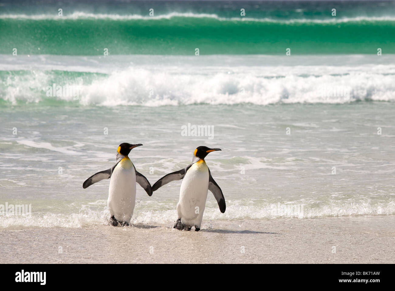 Re pinguini a Volunteer Point East Falkland Foto Stock
