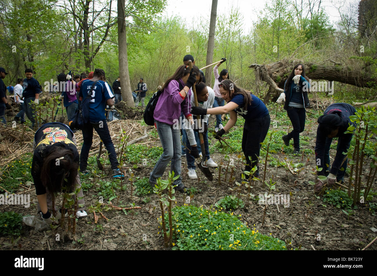 Bronx gli studenti delle scuole medie danno volontariamente il loro tempo nel Bronx Park di New York Foto Stock