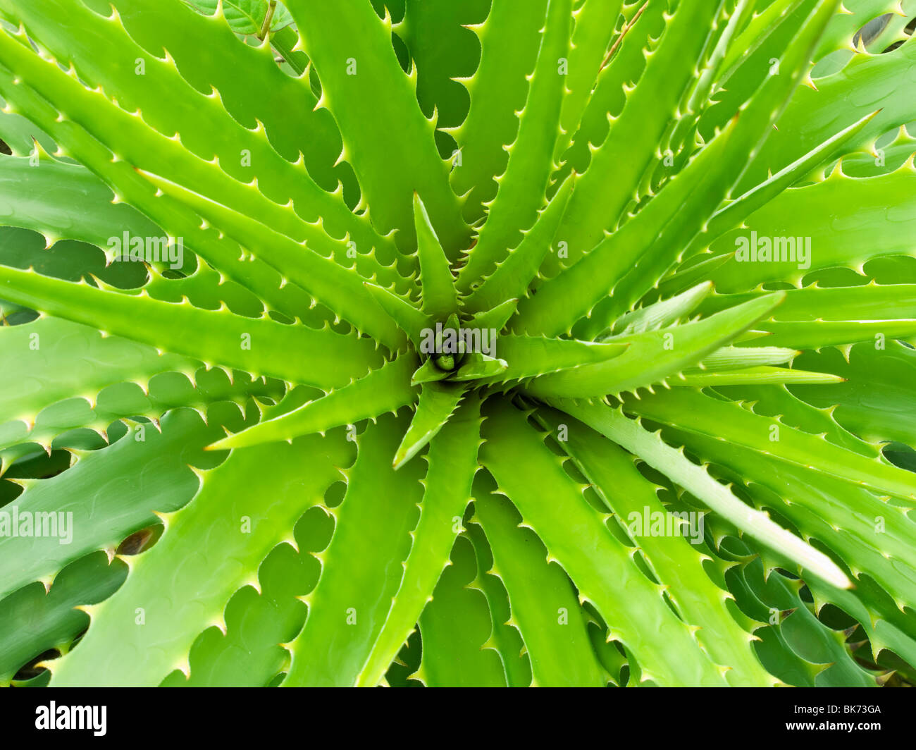 Vista dall'alto di un ampio open aloe vera pianta. Foto Stock