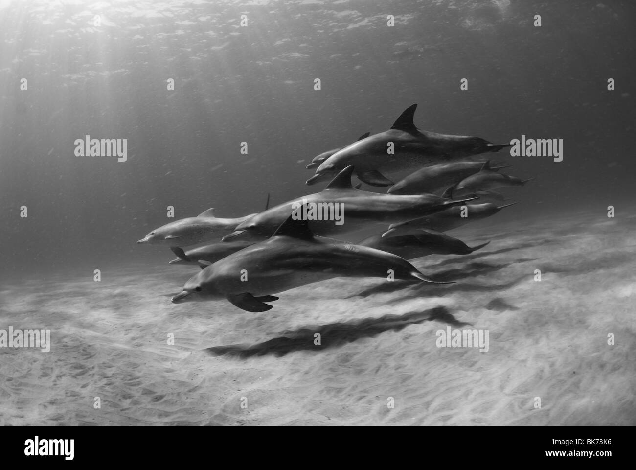 Naso di Bottiglia i delfini, Sud Africa, Oceano Indiano Foto Stock
