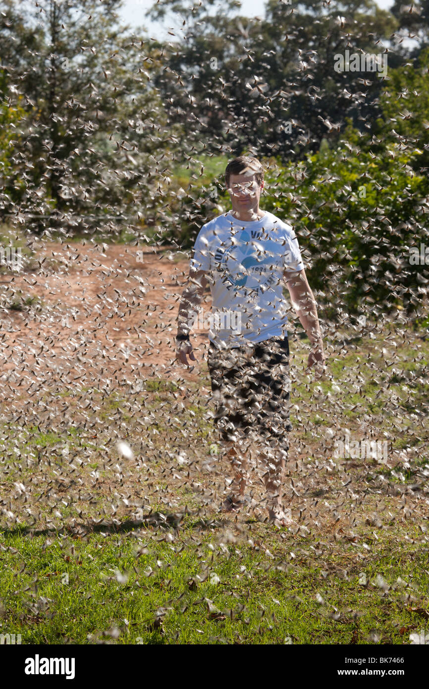 Le cavallette in numeri di peste sciame attorno ad un uomo che cammina attraverso il suo giardino, Mildura, Australia Foto Stock
