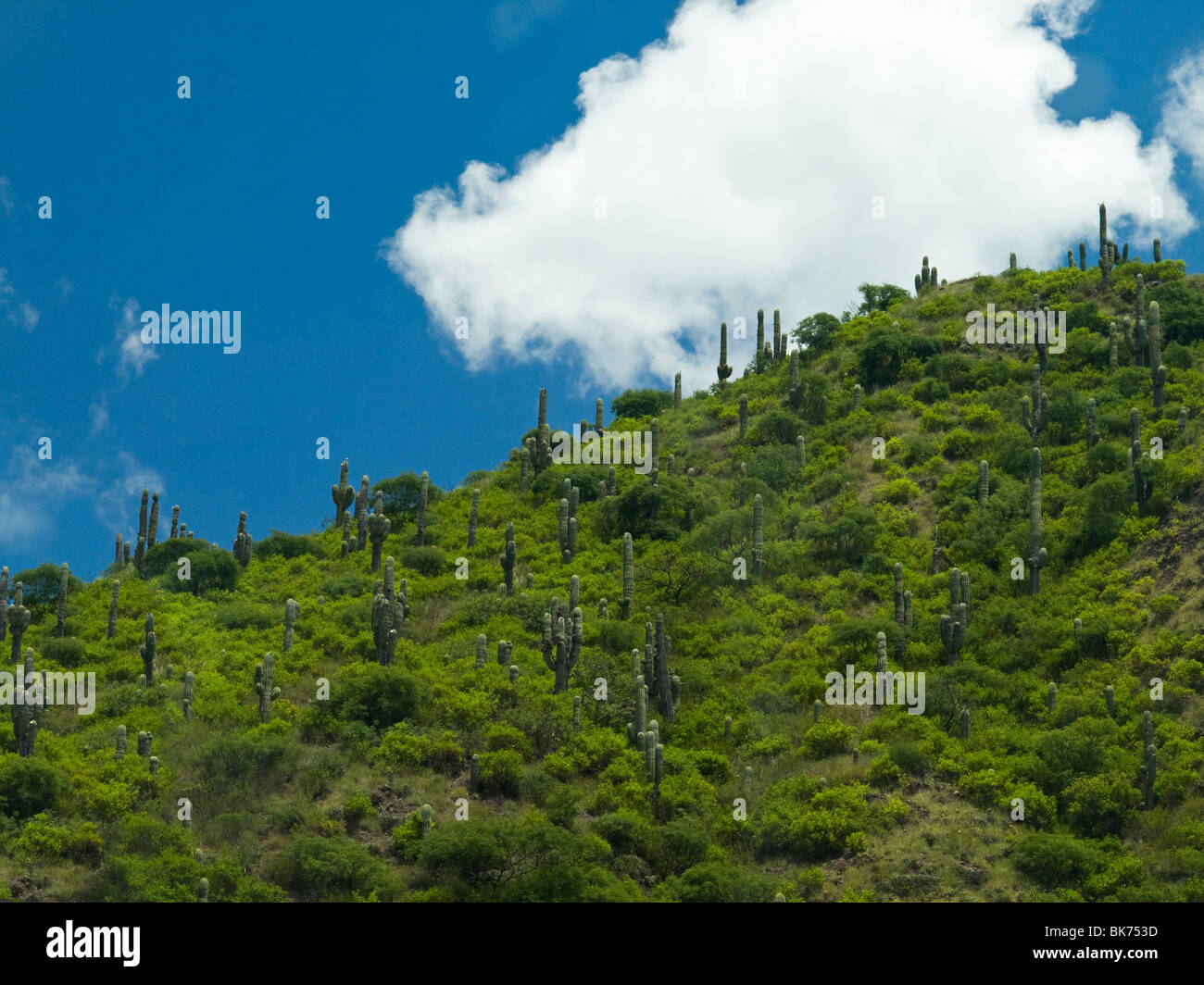 Un grande numero di cactus sul verde pendio. Foto Stock