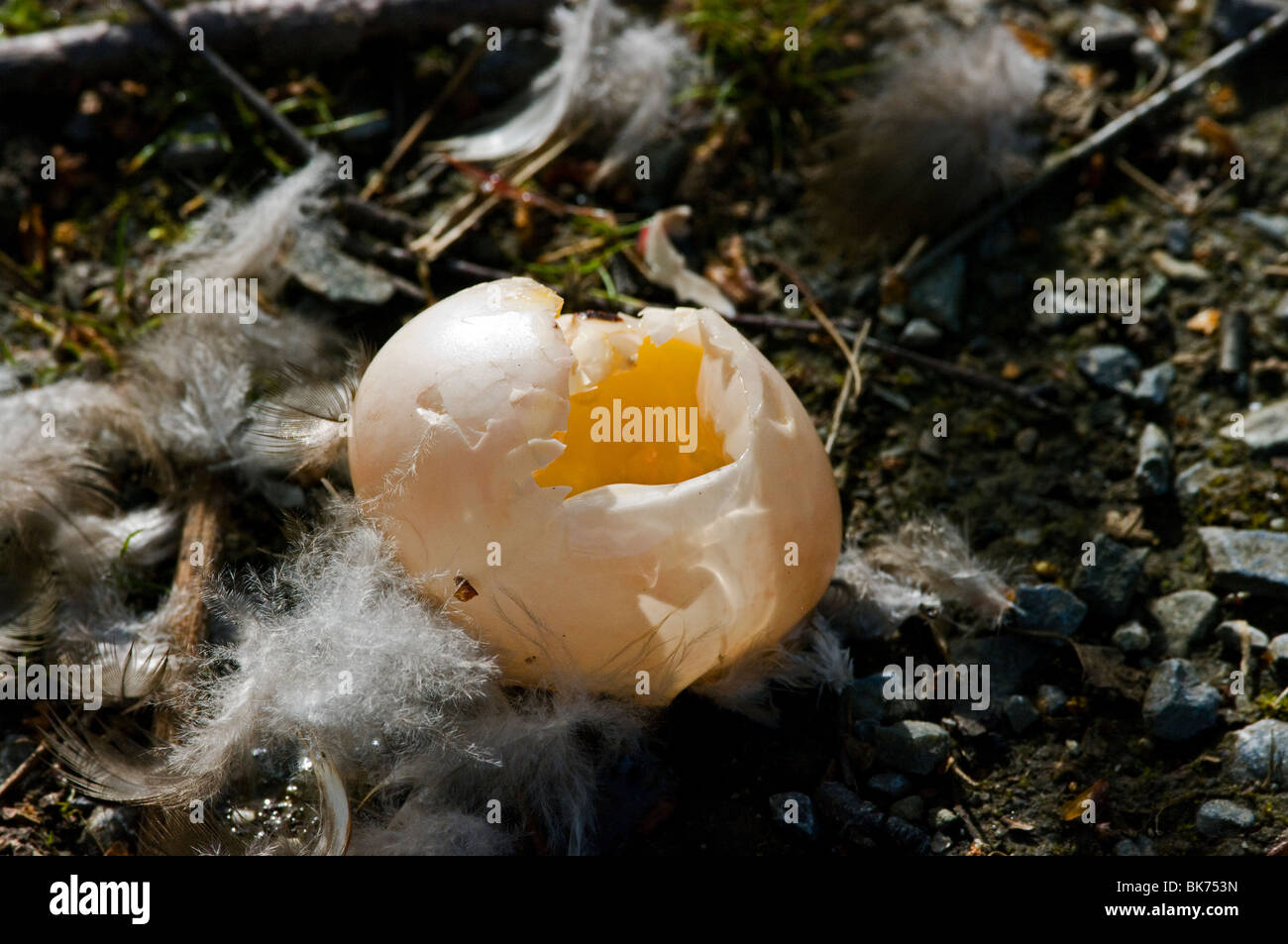 Duck egg rotto da predator Foto Stock