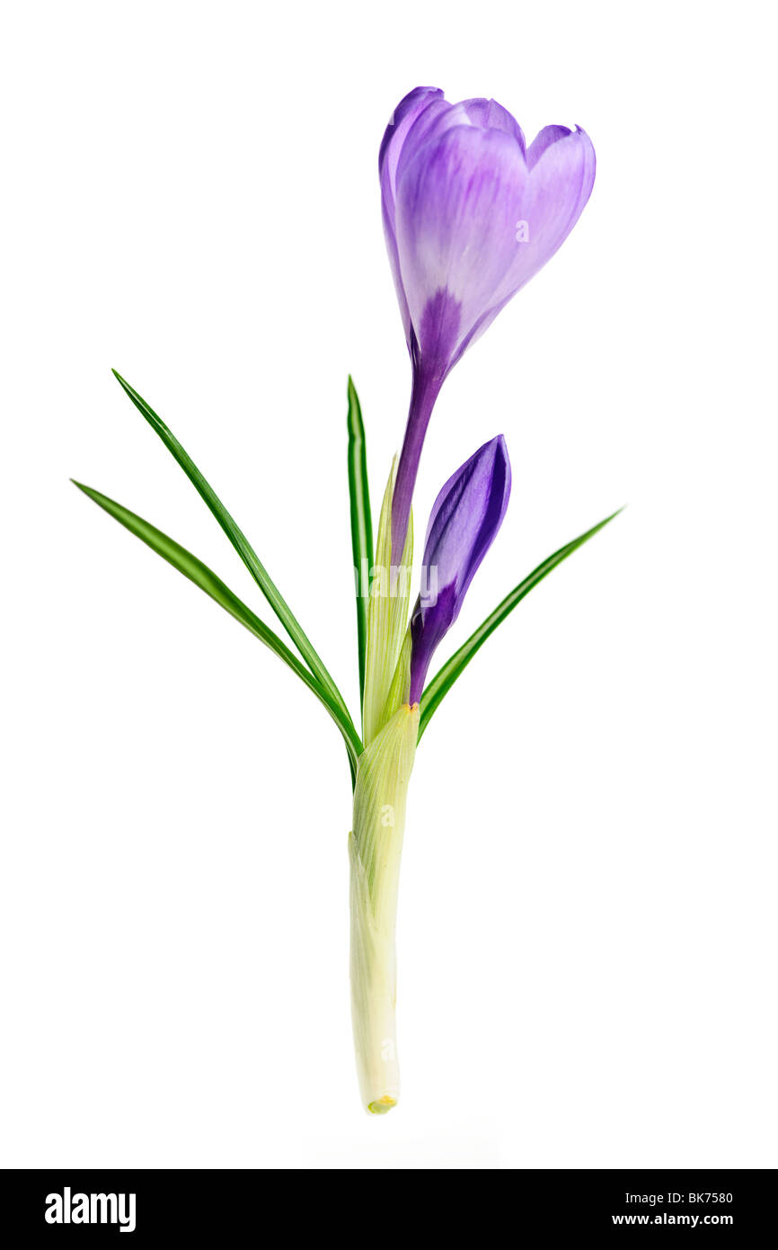 Molla viola fiore Crocus isolati su sfondo bianco Foto Stock
