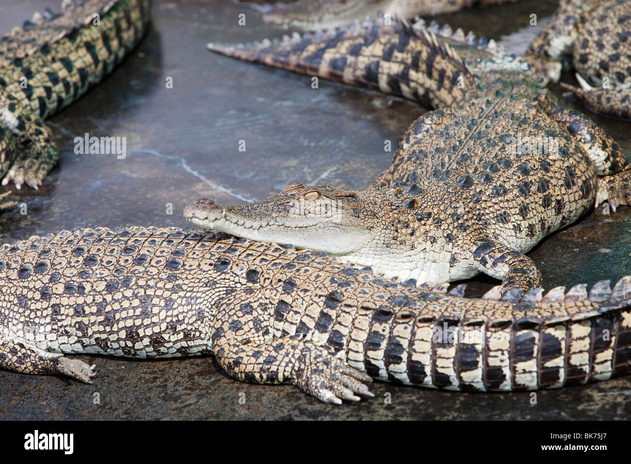Coccodrilli all'Hartley's Crocodile Farm a nord di Cairns nel Queensland, in Australia. Foto Stock