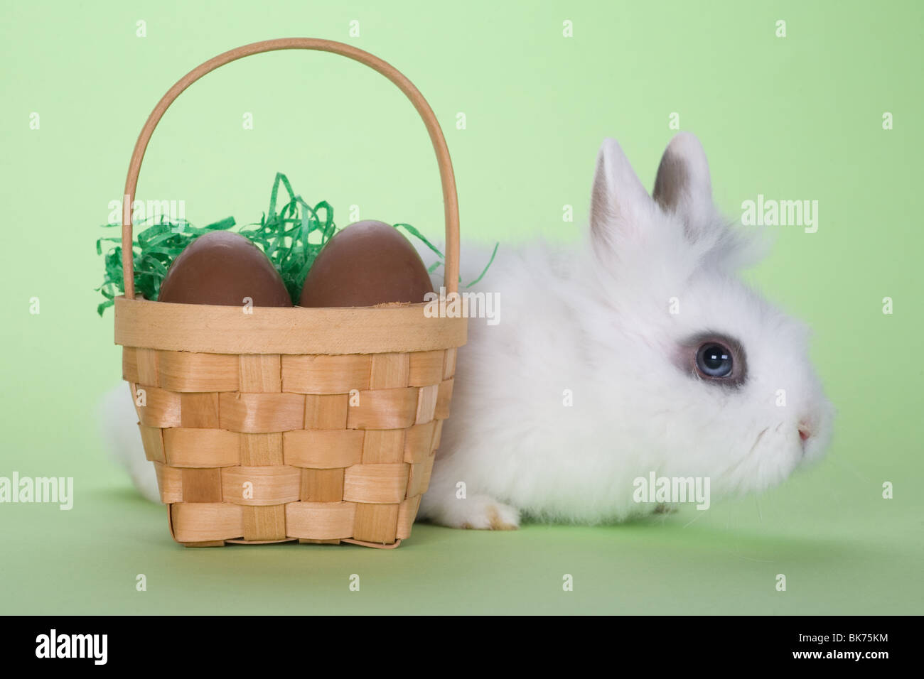 Coniglietto bianco con le uova di Pasqua di cioccolata isolata su sfondo verde Foto Stock