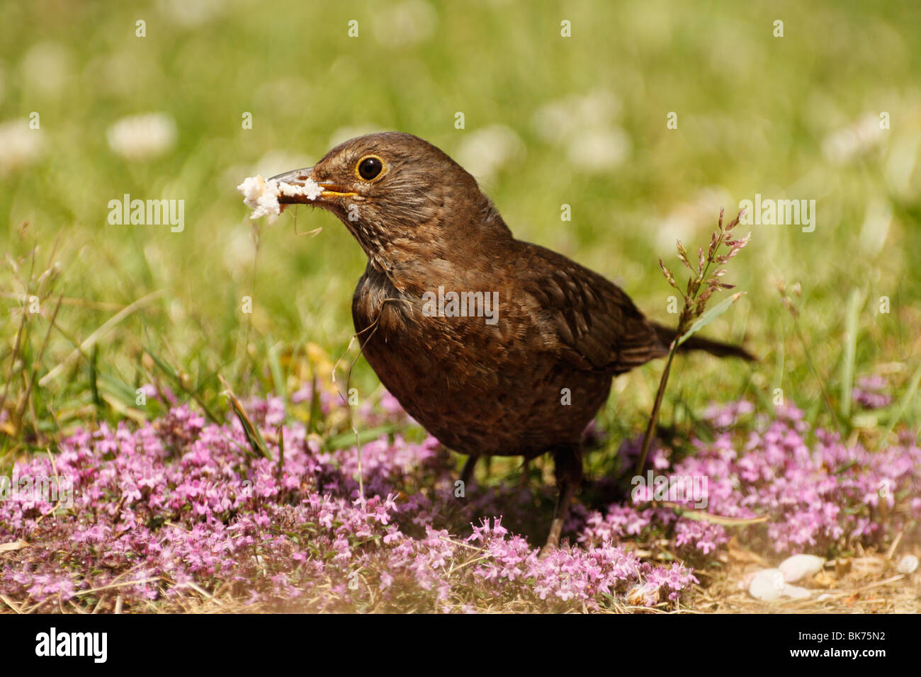 Merlo femmina, Turdus merula, su di un prato Foto Stock