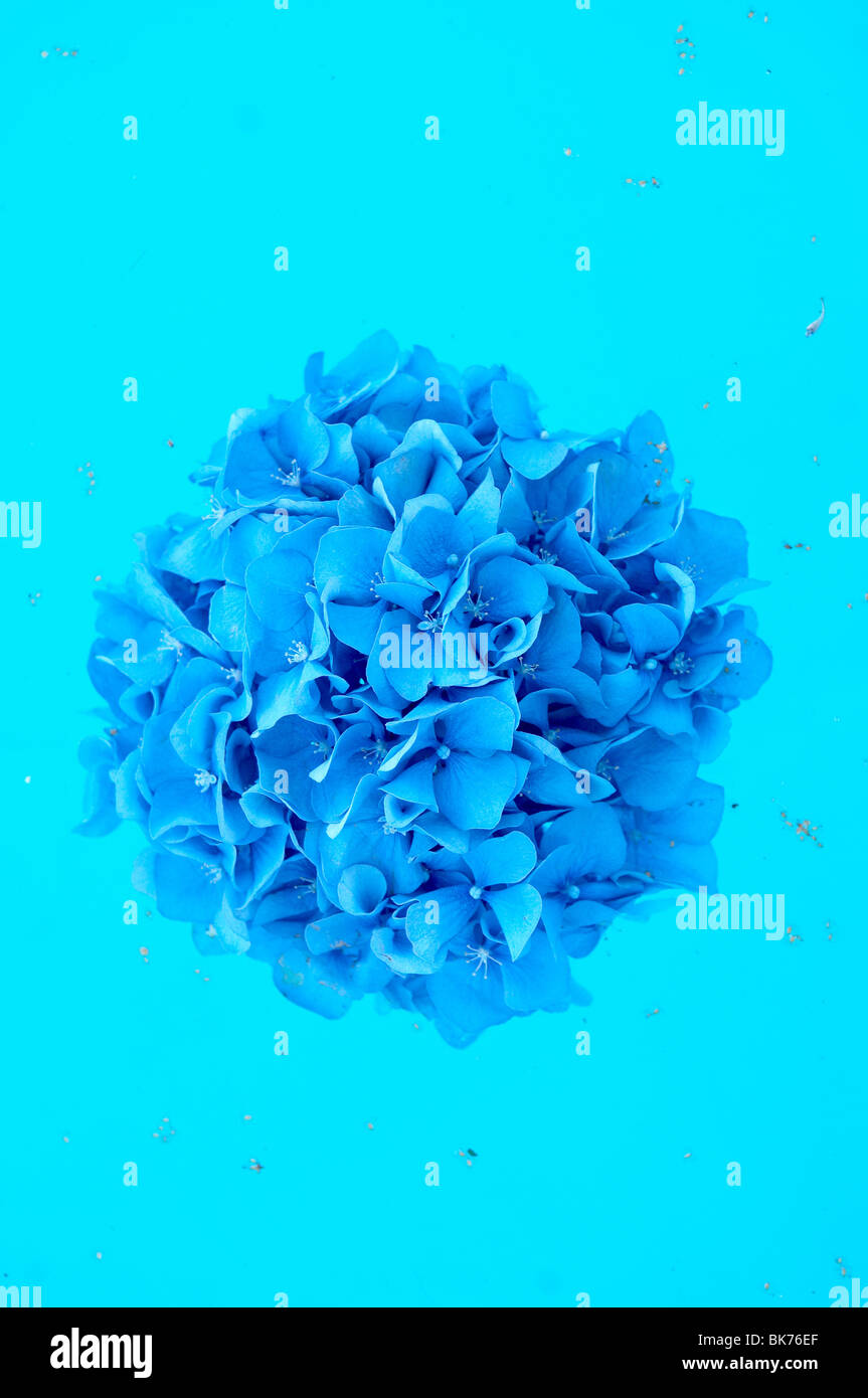 Ortensie blu fiore Foto Stock