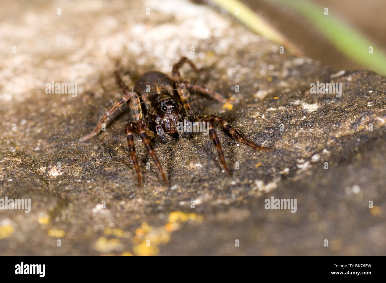 Un lupo spider Pardosa Amentata, in un giardino nel Regno Unito Foto Stock