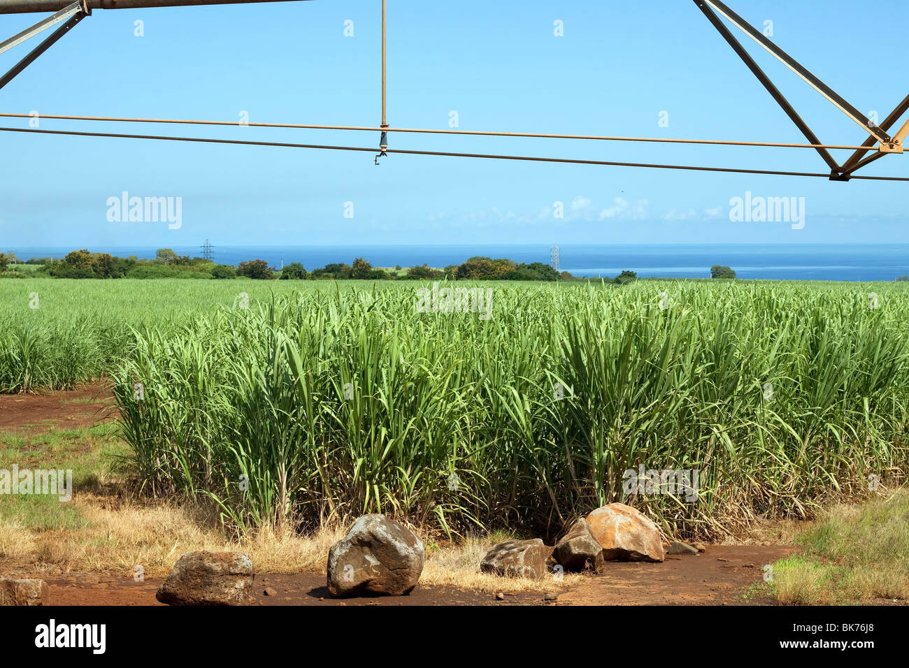 La piantagione di canna da zucchero sull'isola tropicale di Mauritius con un bel bello sfondo. Foto Stock
