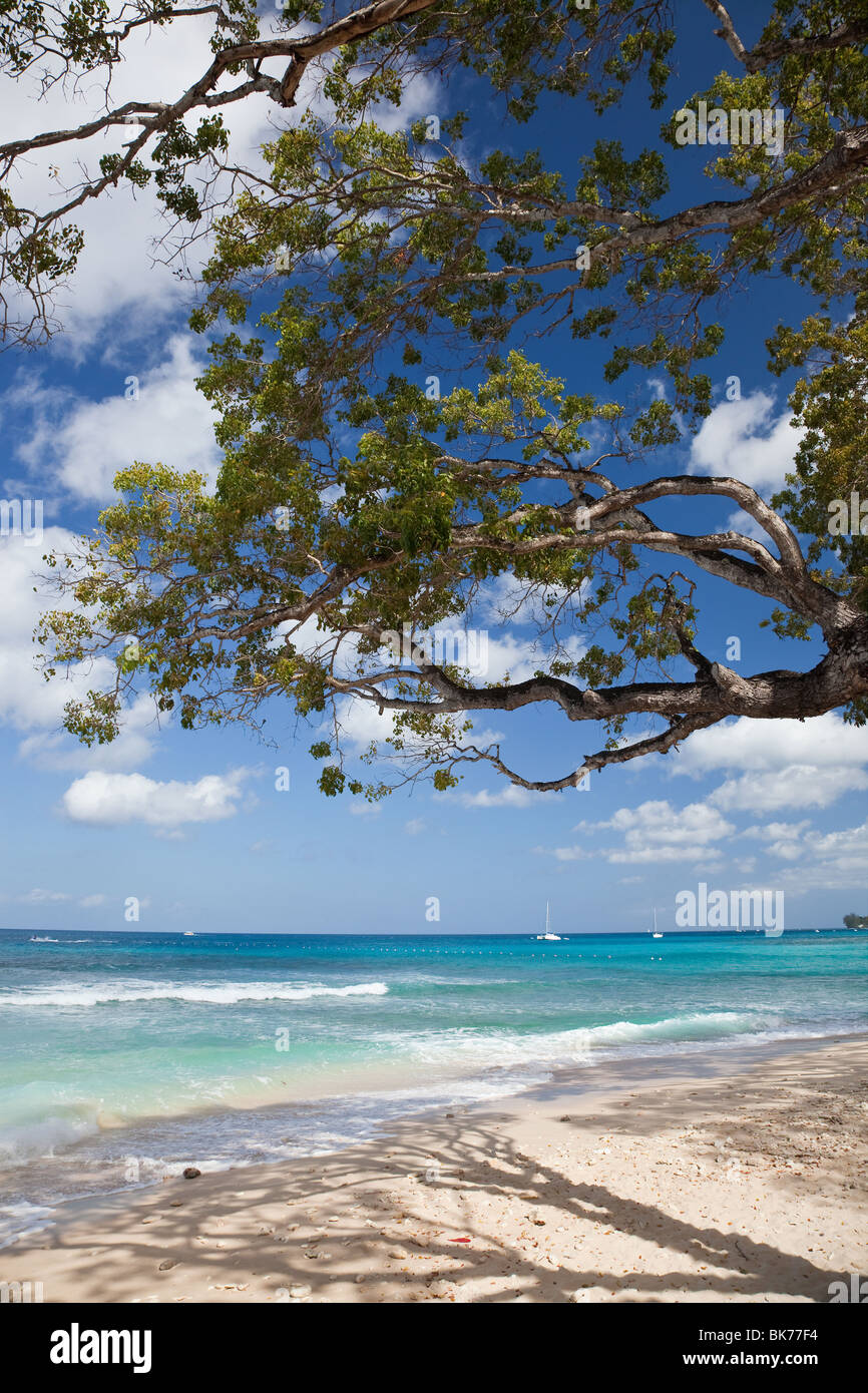 Mare dei Caraibi, St James, Barbados, West Indies Foto Stock