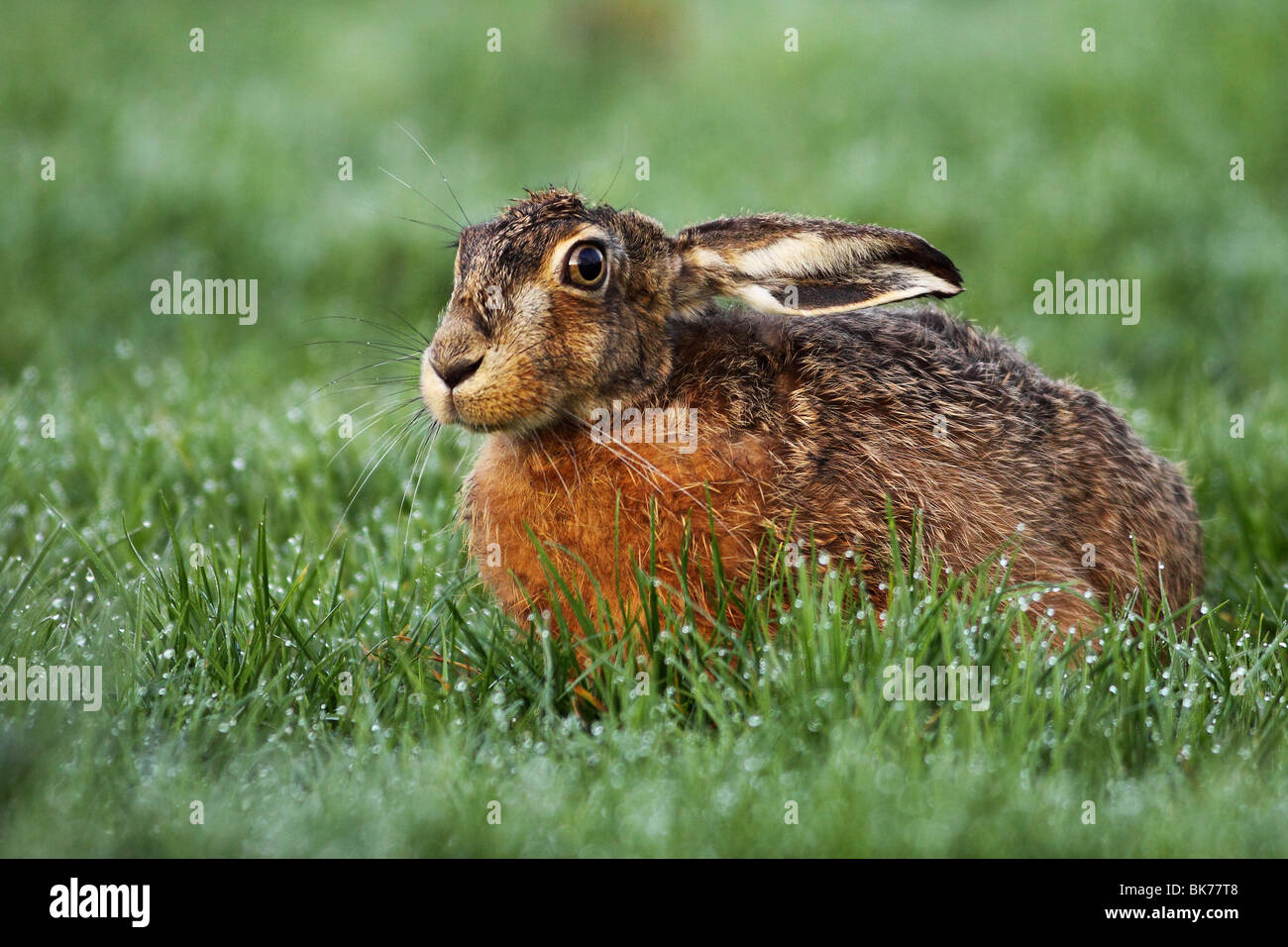 Unione brown lepre Foto Stock