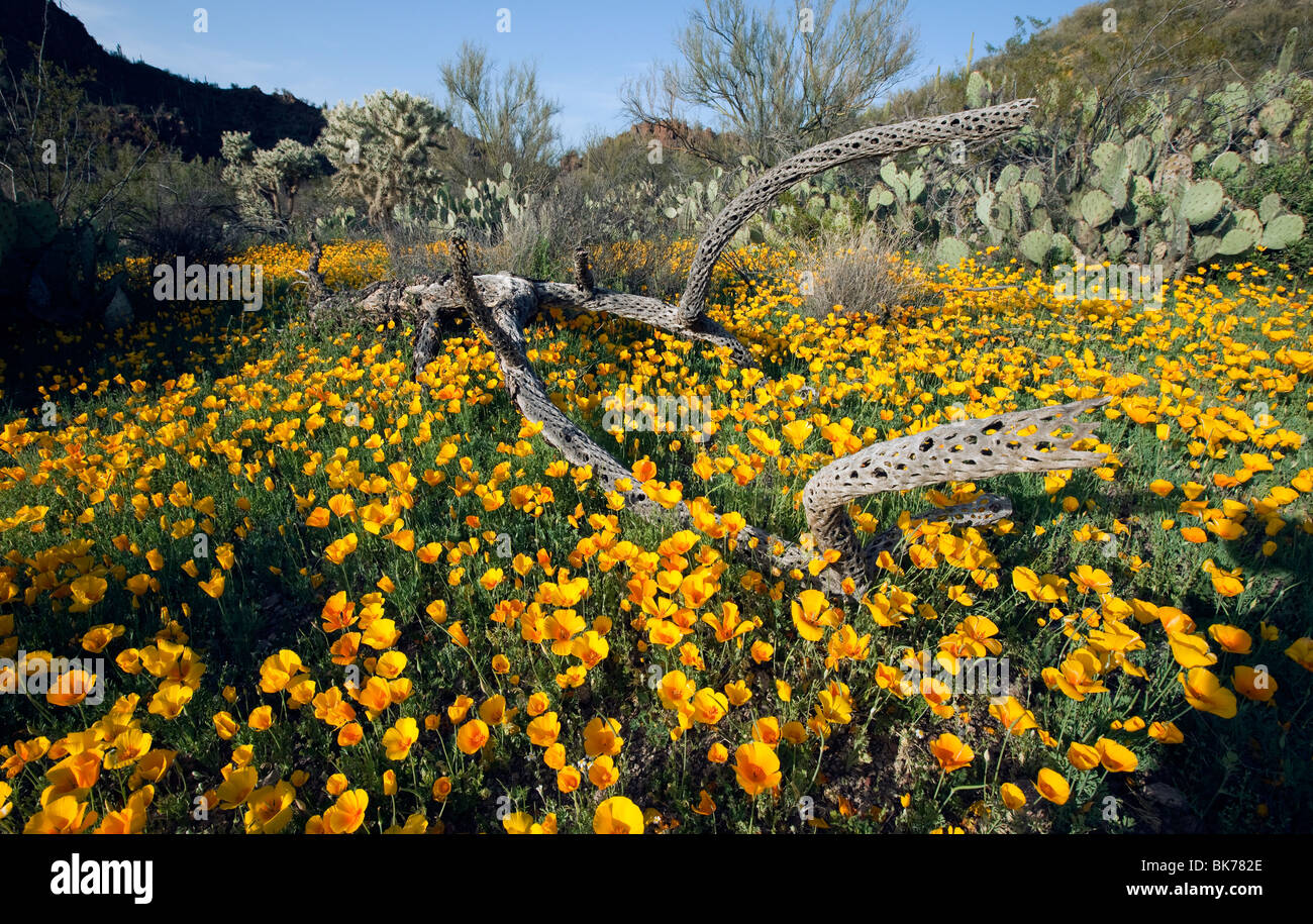 La molla fiori selvatici, California Papaveri (Eschscholzia californica ssp. mexicana), fioritura montagne di Tucson, Tucson, Arizona Foto Stock