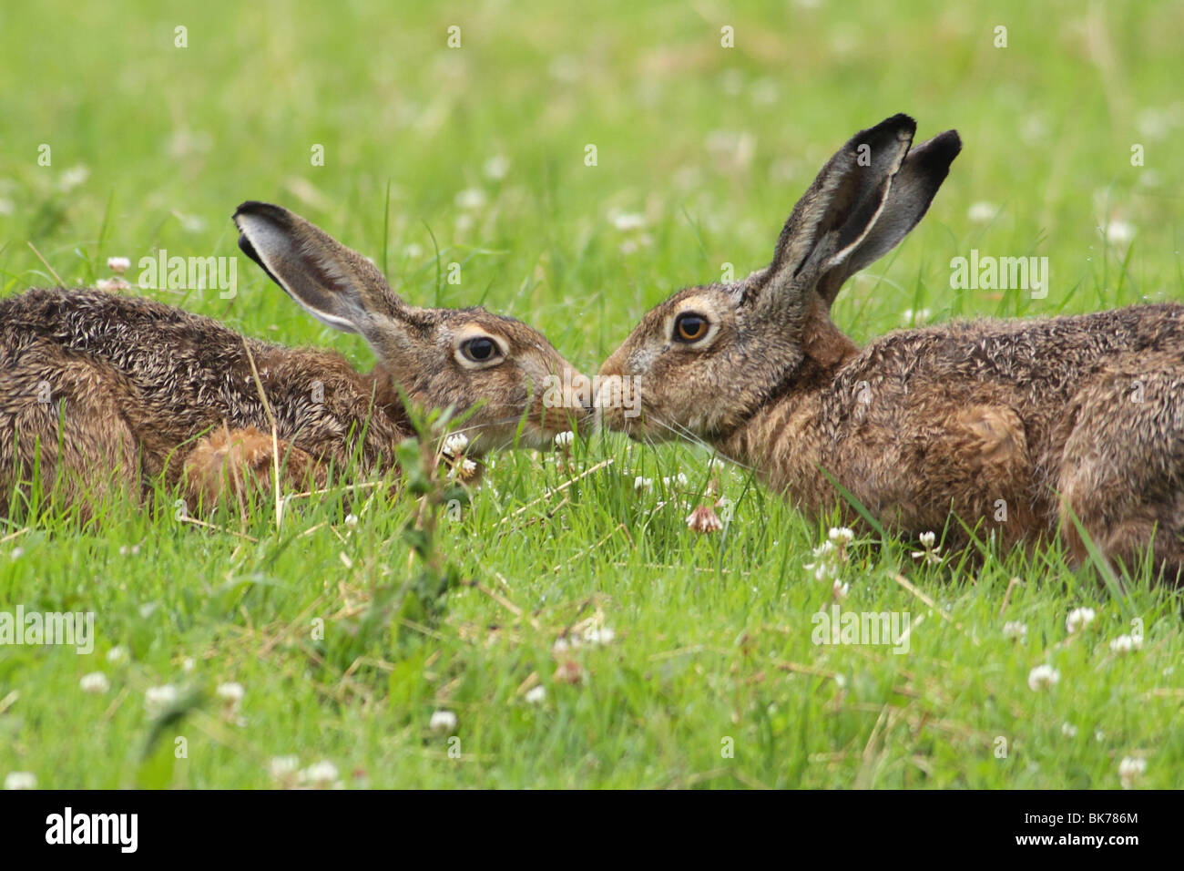 Unione brown lepre Foto Stock