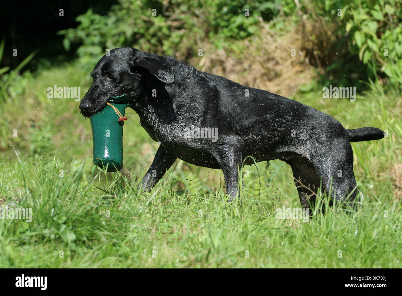 Tedesco puntatore wirehaired apporting fantoccio Foto Stock