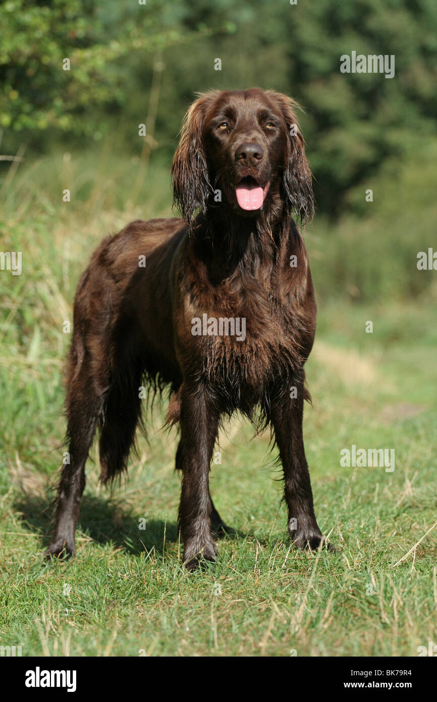 Tedesco puntatore Longhaired Foto Stock