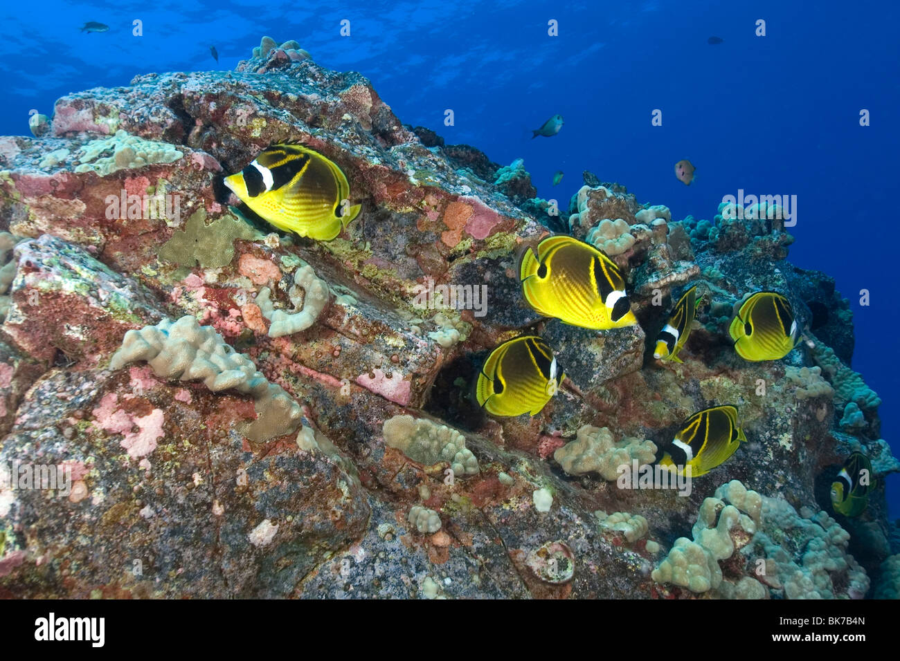 Racoon o mezzaluna mascherato, butterflyfish Chaetodon lunula, Kailua-Kona, Hawaii, STATI UNITI D'AMERICA Foto Stock