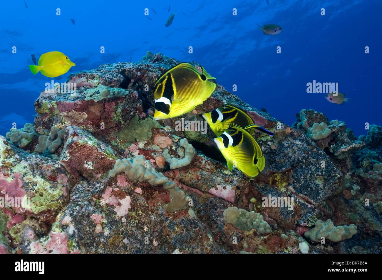 Racoon o mezzaluna mascherato, butterflyfish Chaetodon lunula, Kailua-Kona, Hawaii, STATI UNITI D'AMERICA Foto Stock