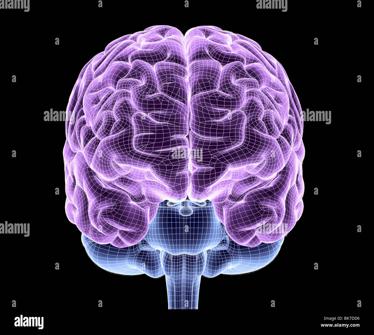 Cervello umano, di computer grafica Foto Stock