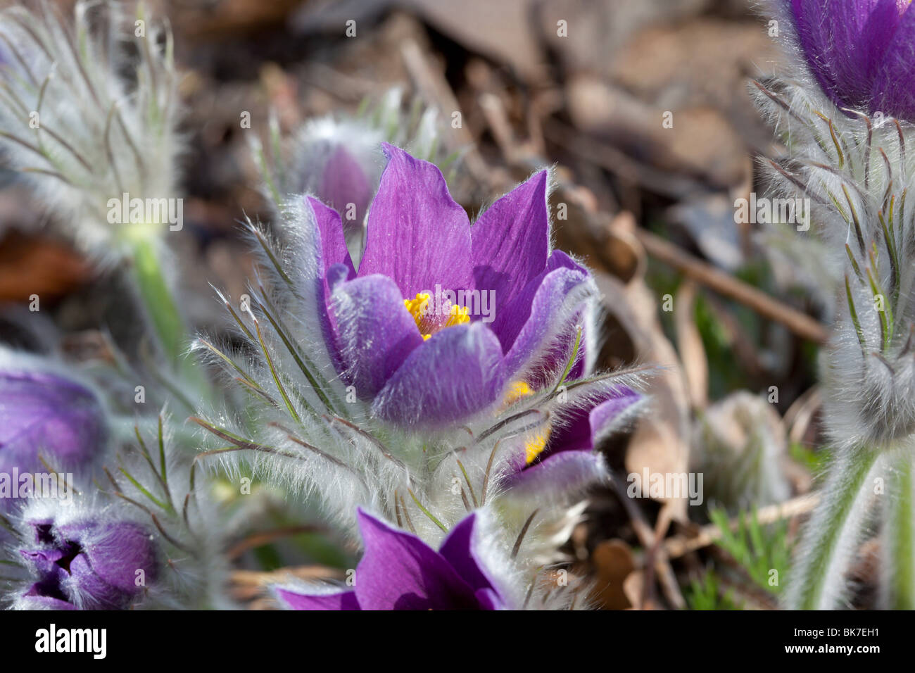 Haller il "Pasque flower (Pulsatilla halleri) in fiore. Charles Lupica Foto Stock