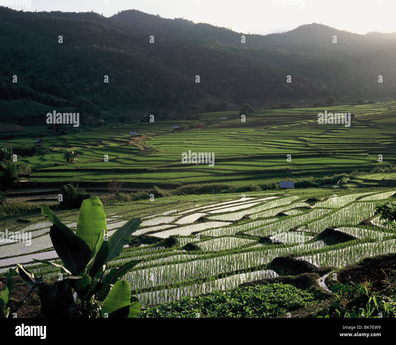 Ricefields terrazzati, il Doi Inthanon, Chiang Mai, Thailandia, Sud-est asiatico, in Asia Foto Stock