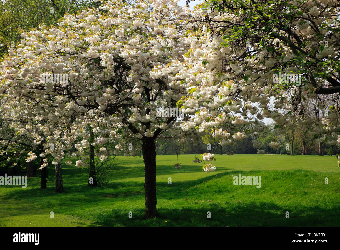 Tempo di fioritura dei ciliegi nel Beckenham Place Park: Primavera 2009 Foto Stock