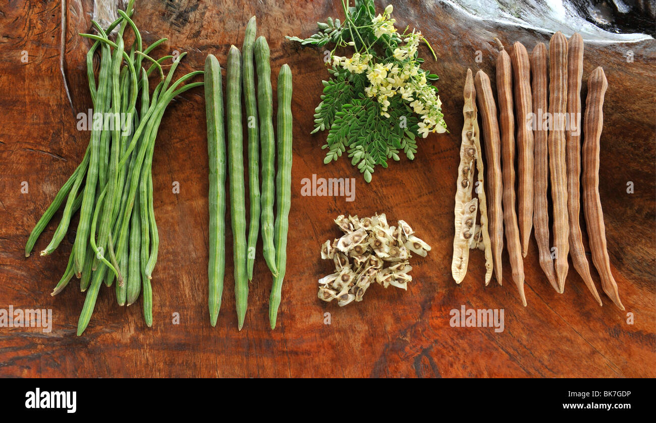 Moringa Oleifera, olio di bean tree, Malunggay, la pretesa di essere vantaggioso per diminuire la pressione arteriosa e alleviare il mal di testa Foto Stock