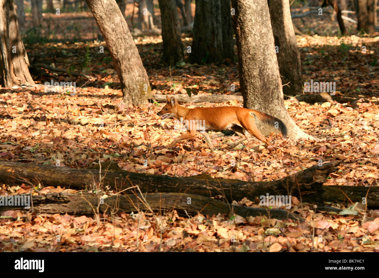 Indiano cane selvatico o dhole (cuon alpinus) la caccia nel Parco Nazionale di Kanha, Madhya Pradesh, India Foto Stock