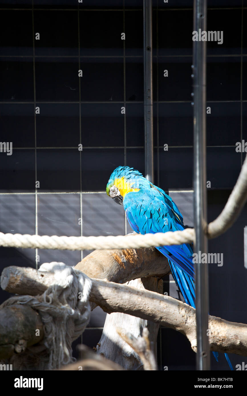 Blu e Oro Macaw in voliera al Castello di Leeds, Maidstone Kent, England, Regno Unito, Europa Foto Stock