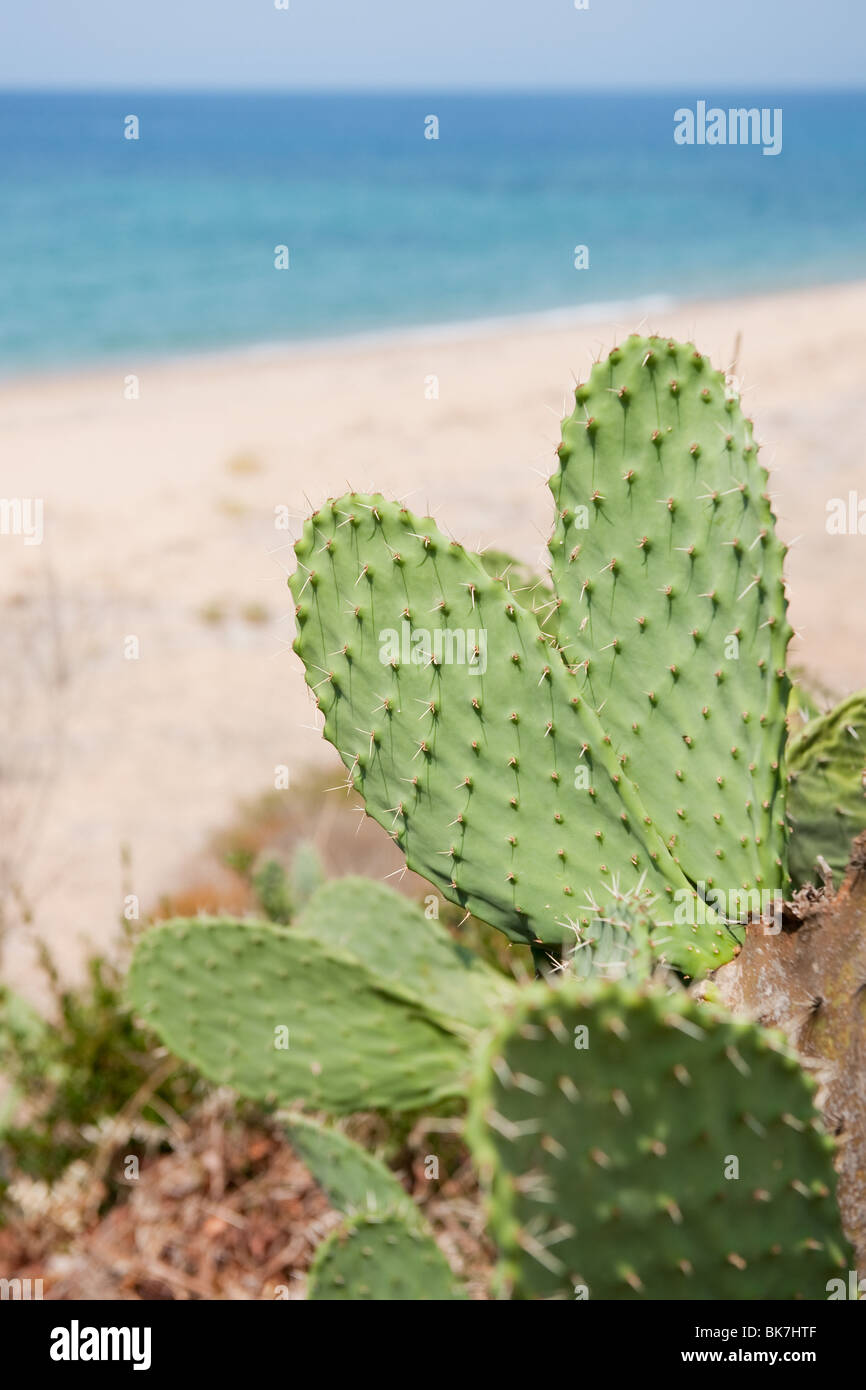 Cactus presso la spiaggia tropicale nel paesaggio verticale Foto Stock