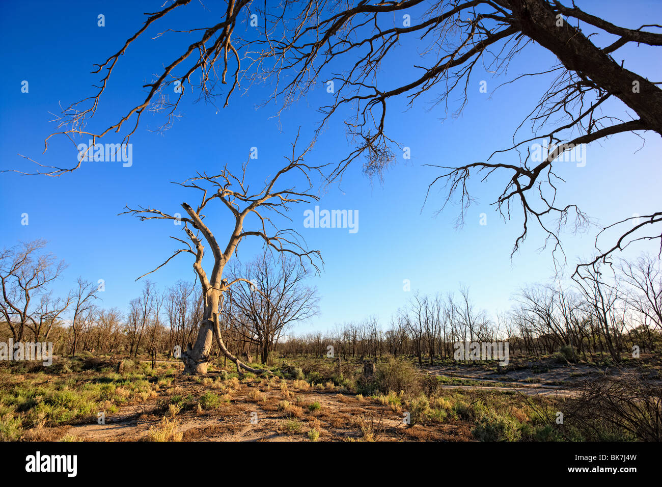 Albero morto, ?Murray Darling Basin, Sud Australia orientale. Foto Stock