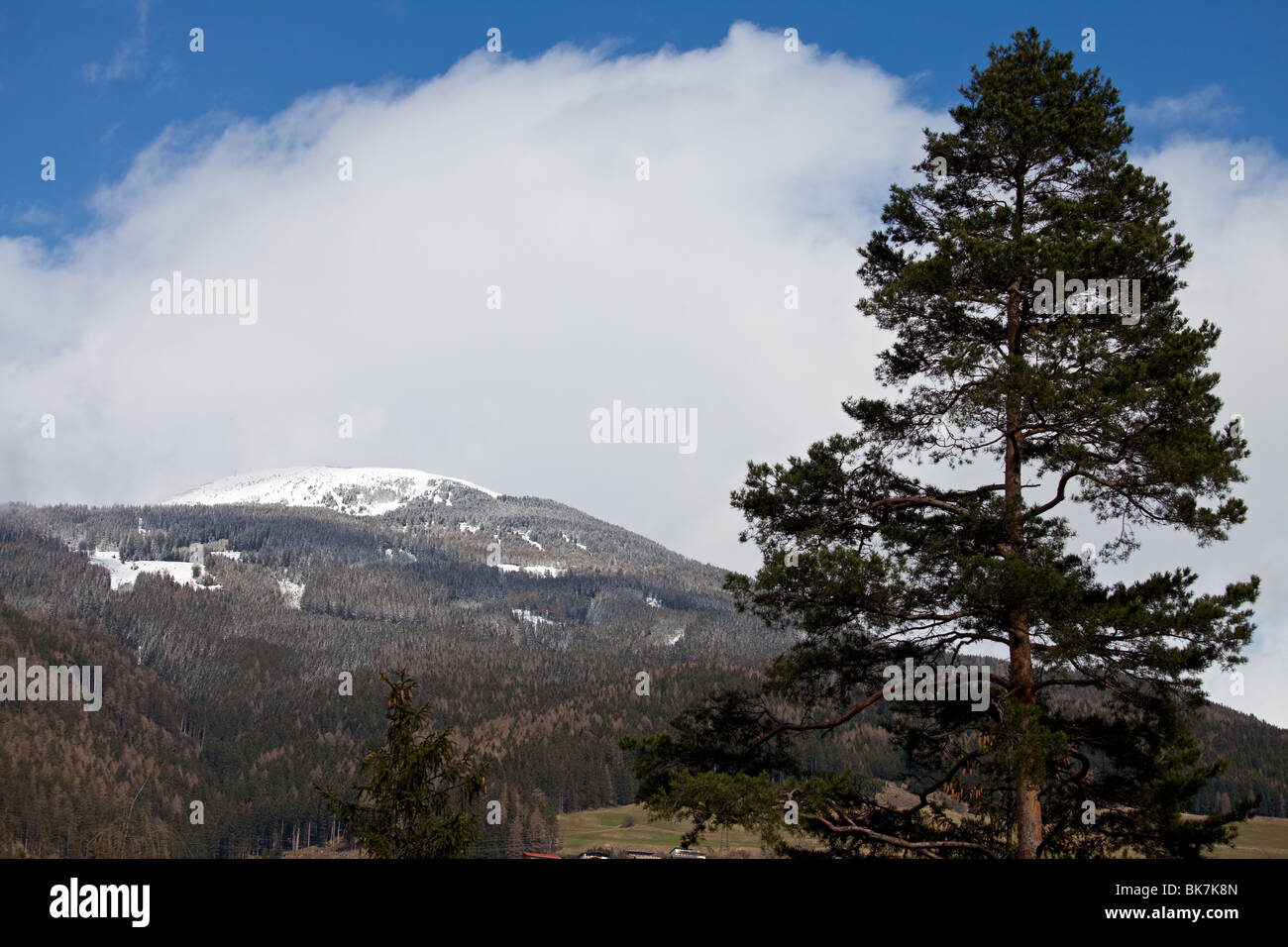 Pino e coperta di neve montagna Foto Stock