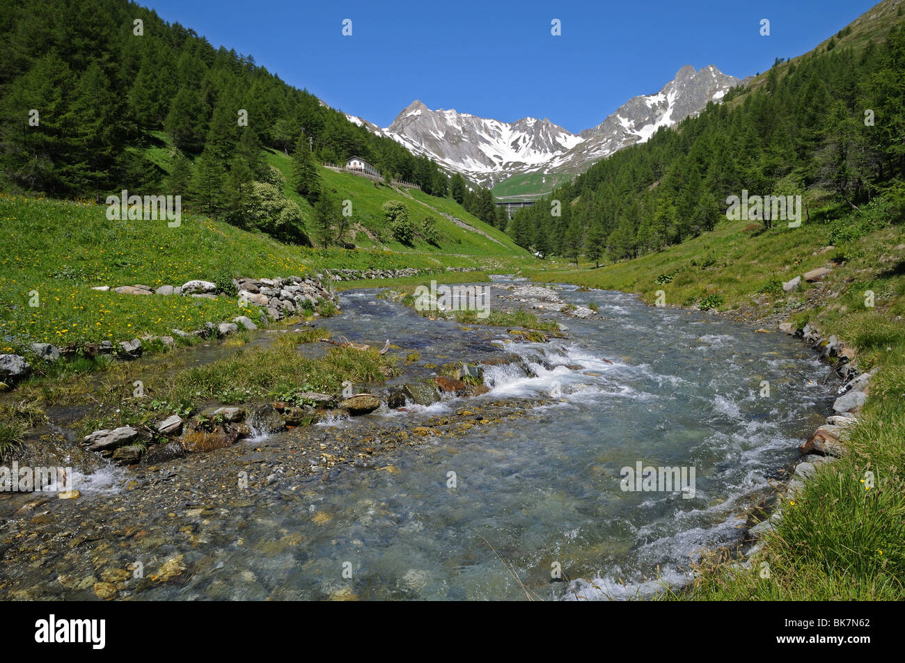 Fiori di Primavera e il torrente alpino nella Valle del Gran San Bernardo sul modo di Colle del Gran San Bernardo da Aosta Italia Foto Stock