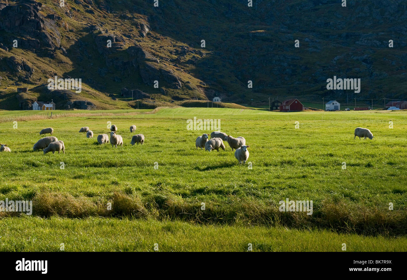 Pecore al pascolo su un pascolo in isole Lofoten, a nord della Norvegia Foto Stock