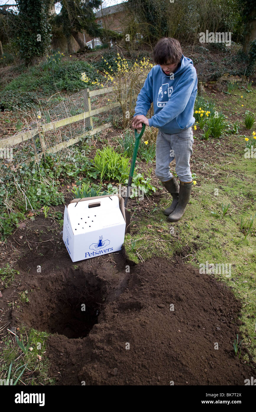 Modello rilasciato ragazzo adolescente foro di scavo in giardino a seppellire il pet cat Foto Stock