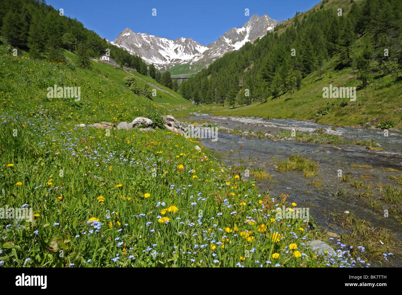 Fiori di Primavera e il torrente alpino nella Valle del Gran San Bernardo sul modo di Colle del Gran San Bernardo da Aosta Italia Foto Stock