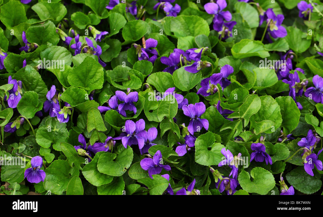 Fiori Viola Viola odorata close up Foto Stock