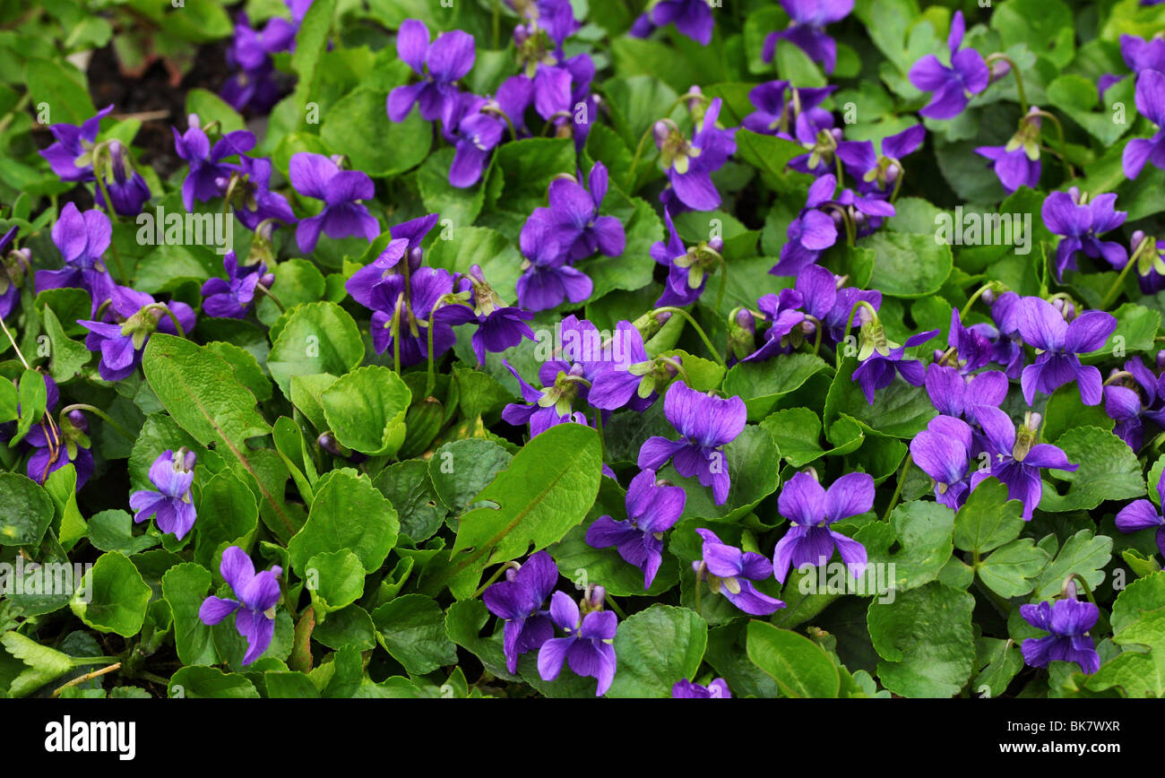 Cane comune viole fioritura viola odorata Foto Stock