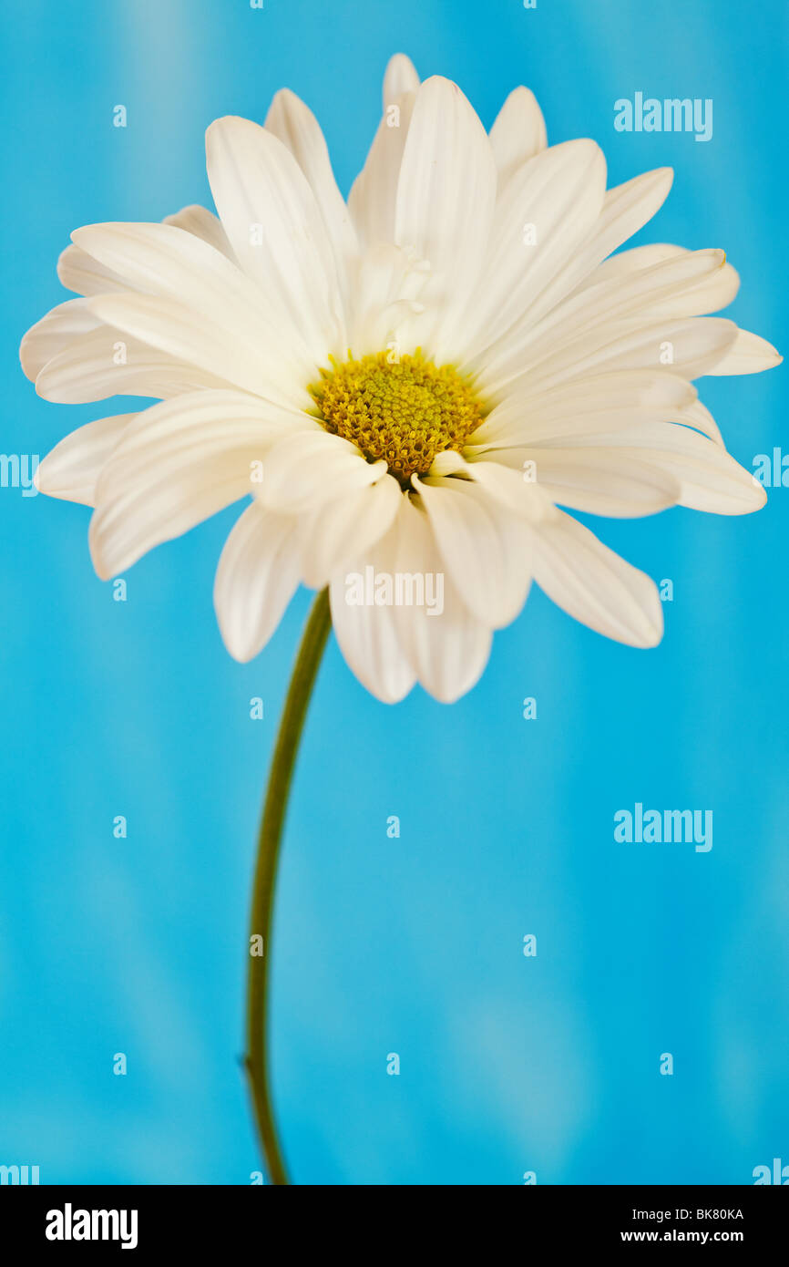 Il bianco e il giallo daisy su un acquerello dipinte a mano sullo sfondo Foto Stock