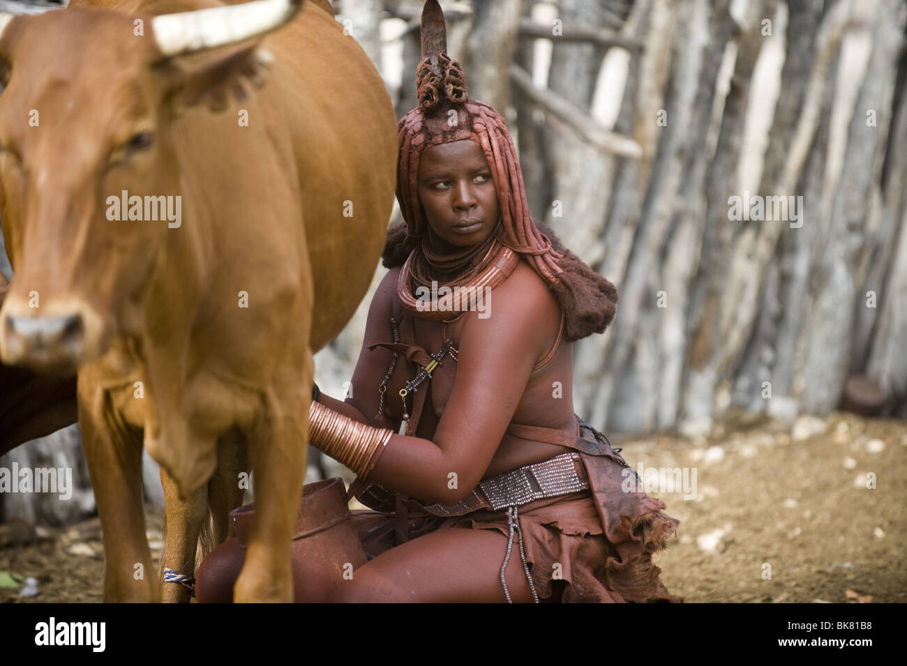 Giovane donna Himba la mungitura del bestiame in Kaokoland, Namibia Foto Stock