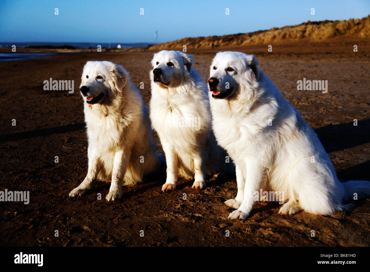 Maremma Sheepdogs su una spiaggia Foto Stock