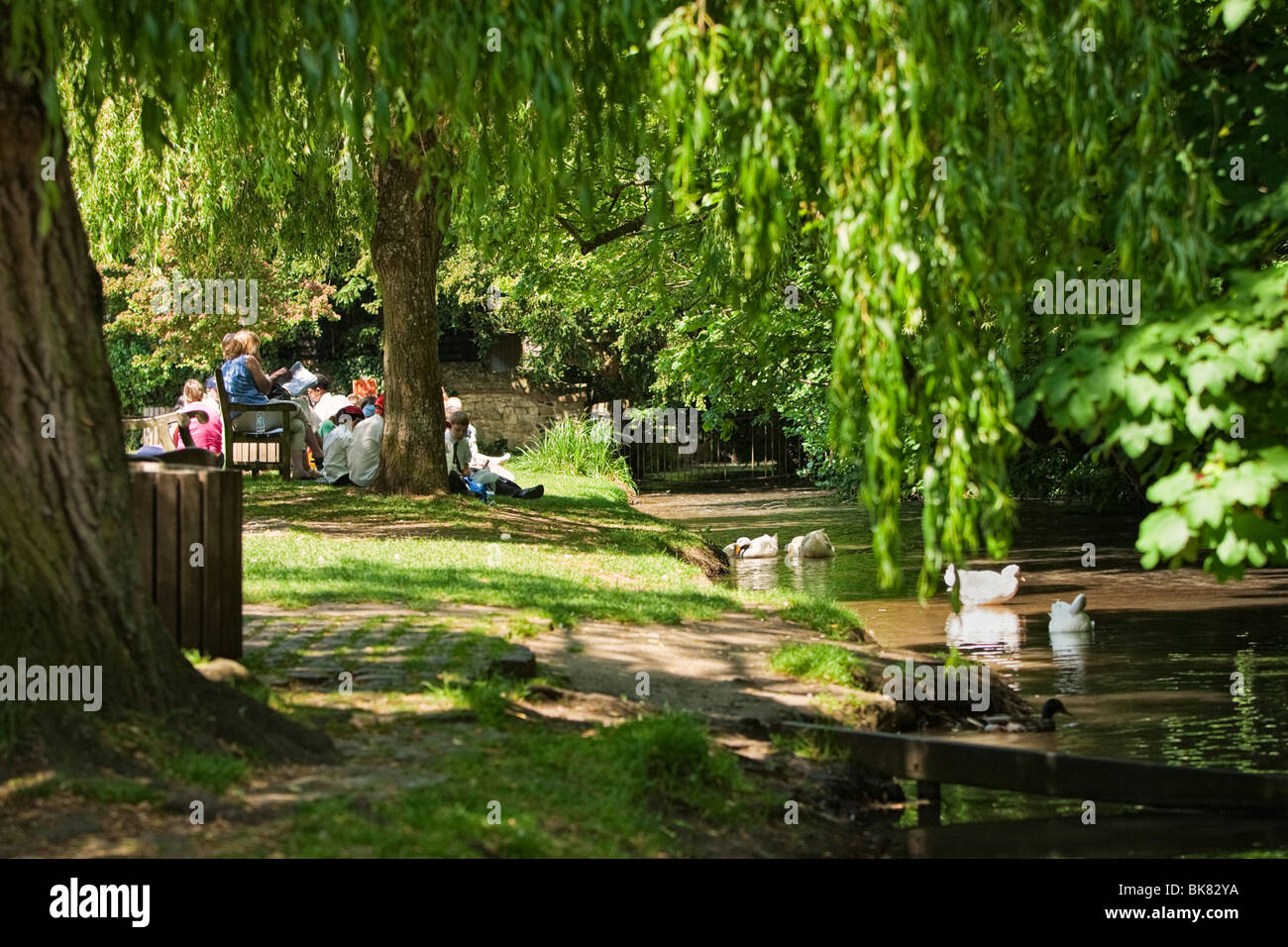 La scuola dei bambini dar da mangiare alle anatre sulla sponda del fiume dal fiume Tillingbourne in Shere, Surrey, England, Regno Unito Foto Stock