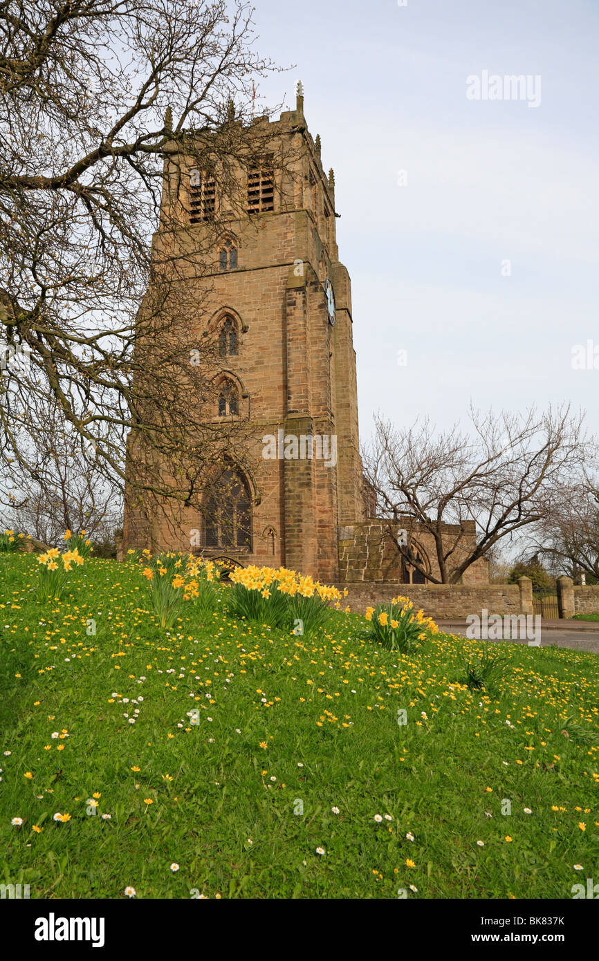 San Gregorio Magno la Chiesa e la strada narcisi, Bedale, North Yorkshire, Inghilterra, Regno Unito. Foto Stock