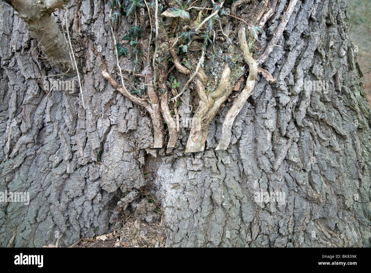 Tagliare il parassita superriduttori edera sul tronco di albero per proteggere tree Foto Stock